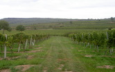 Ortsrand 1, 3550 Langenlois; ID:0